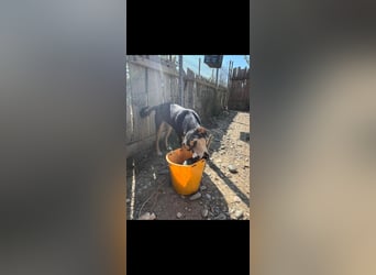 Pepper (2) ist eine wunderschöne junge Hündin - bereit für ein Zuhause