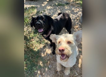 Nero (4) wartet schon so lange....