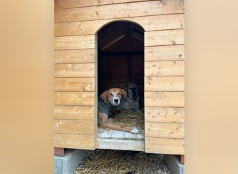 Milly (3) unsere dreibeinige Kämpferin sucht ein Zuhause