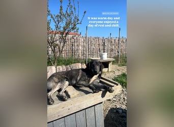 Der schüchterne Shoku (3) sucht ein Zuhause