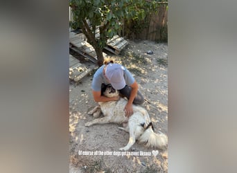 Drago (8/9) sucht ein gemütliches Plätzchen
