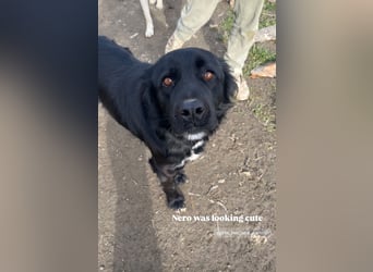 Nero (4) wartet schon so lange....