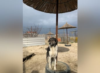 Mojo (3) wartet auf ein Zuhause