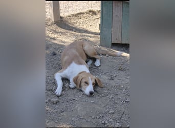 Cleo (2) ist bereit für ein Zuhause