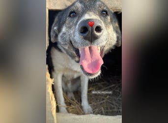 Mojo (3) wartet auf ein Zuhause