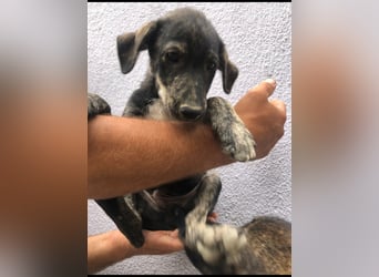 Der ruhige Shoku (3) sucht ein Zuhause