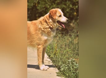 Axel (4) sucht ein sicheres Zuhause