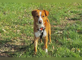 Chilli - heißer Typ sucht ein Zuhause (71149 Bondorf)