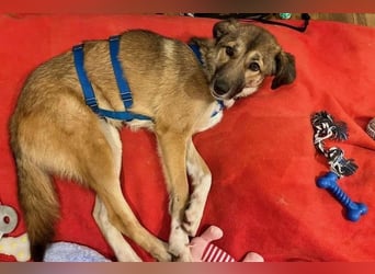 Rey wünscht sich eine eigene Familie (15938 Drahnsdorf)