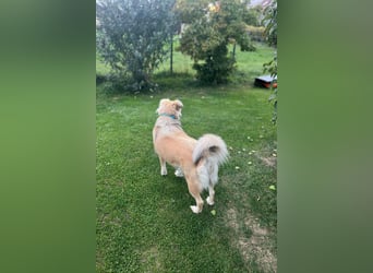 Luna möchte Teil deiner Familie werden (84152 Mengkofen)