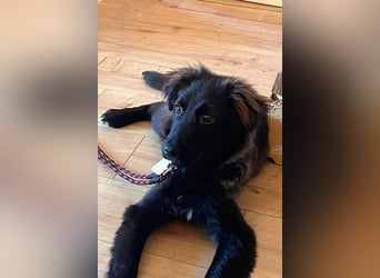 Momo sucht ein liebevolles Zuhause (80997 München)