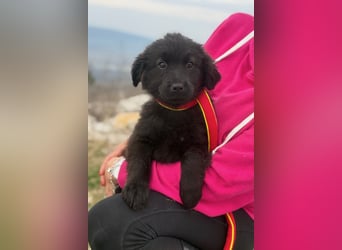 Zoe sucht ein liebevolles Zuhause (47506 Neukirchen-Vluyn)