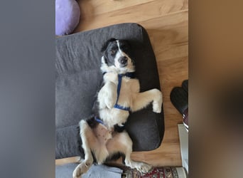 Rolli - 5 Monate, verspielt, menschenbezogen