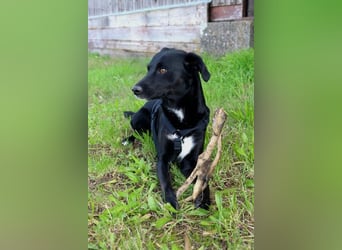 August - Großes Herz sucht Familie für ein dauerhaftes Happy End! (78166 Donaueschingen)