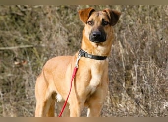 Maddox sucht Menschen, die ihm die Welt zeigen (73630 Remshalden)