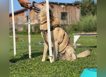 Lucky sehnt sich nach einem Für-immer-Zuhause (84152 Mengkofen)