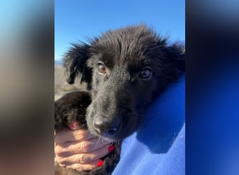 Robbie wünscht sich sein eigenes Körbchen (53498 Bad Breisig)