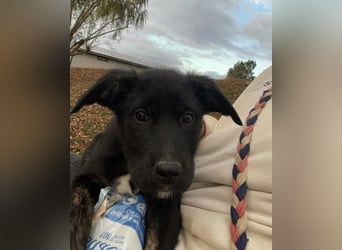 Unsere süße Chanel wartet auf ihre eigene Familie!