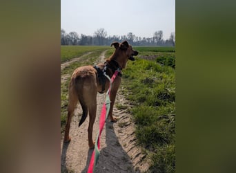 Joschi – ein Freund fürs Leben