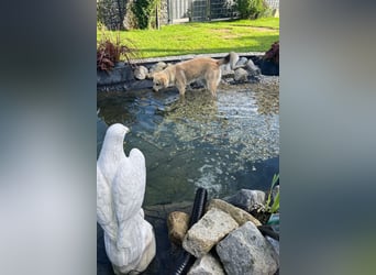 Luna möchte Teil deiner Familie werden (84152 Mengkofen)