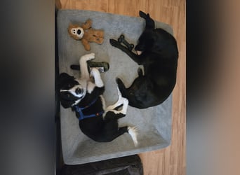 Rolli - 5 Monate, verspielt, menschenbezogen