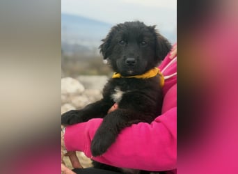 Momo sucht ein liebevolles Zuhause (80997 München)