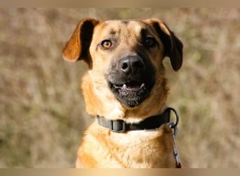 Maddox sucht Menschen, die ihm die Welt zeigen (73630 Remshalden)