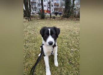 Rolli - 5 Monate, verspielt, menschenbezogen