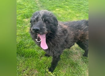 Anton - fröhlicher Wuschel sucht liebevolle Familie