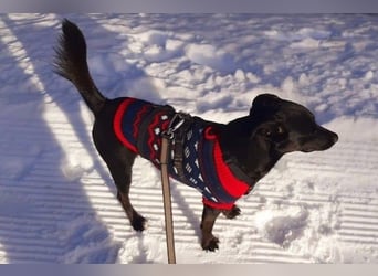 August - Großes Herz sucht Familie für ein dauerhaftes Happy End! (78166 Donaueschingen)