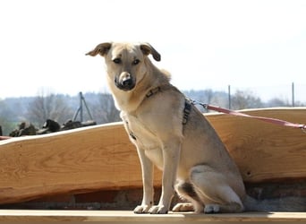 Lucky sehnt sich nach einem Für-immer-Zuhause (84152 Mengkofen)