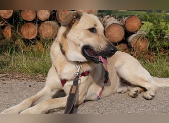 Lucky sehnt sich nach einem Für-immer-Zuhause (84152 Mengkofen)