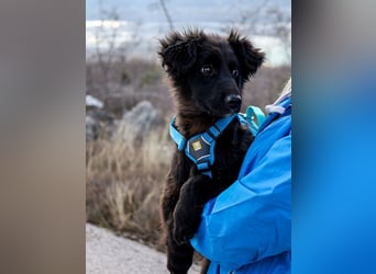 Robbie wünscht sich sein eigenes Körbchen (53498 Bad Breisig)