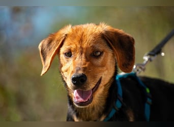 Elara möchte Teil eurer Familie werden (85591 Vaterstetten)