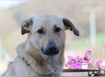 Lucky sehnt sich nach einem Für-immer-Zuhause (84152 Mengkofen)