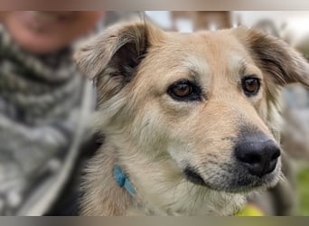 Luna möchte Teil deiner Familie werden (84152 Mengkofen)