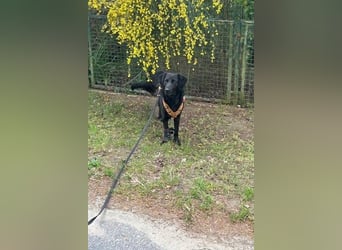 Blacky - Das Glück zum Greifen nah (15938 Drahnsdorf)