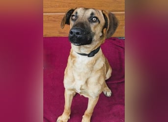 Maddox sucht Menschen, die ihm die Welt zeigen (73630 Remshalden)