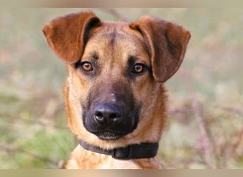 Maddox sucht Menschen, die ihm die Welt zeigen (73630 Remshalden)