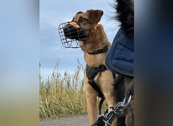 Maddox sucht Menschen, die ihm die Welt zeigen (73630 Remshalden)