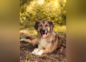 Rey wünscht sich eine eigene Familie (15938 Drahnsdorf)