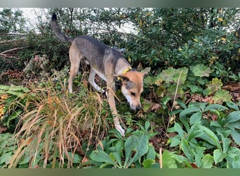 Trusky - sensibler Jungspund sucht Sicherheit (83098 Brannenburg)