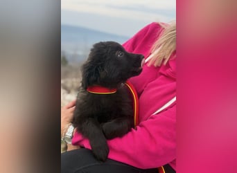 Zoe sucht ein liebevolles Zuhause (47506 Neukirchen-Vluyn)