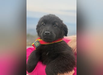 Zoe sucht ein liebevolles Zuhause (47506 Neukirchen-Vluyn)