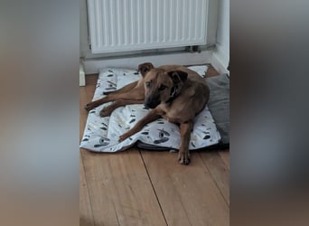 Joschi – ein Freund fürs Leben