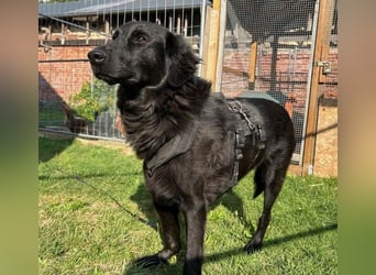 Blacky - Das Glück zum Greifen nah (15938 Drahnsdorf)