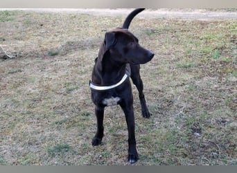 Patch - Neugieriger Jungspund sucht dich! (06886 Lutherstadt Wittenberg)