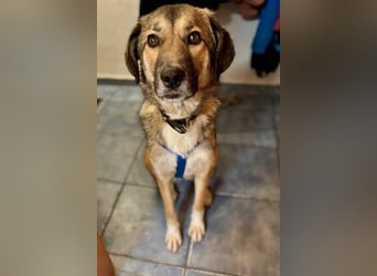 Rey wünscht sich eine eigene Familie (15938 Drahnsdorf)