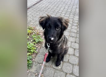 Momo sucht ein liebevolles Zuhause (80997 München)