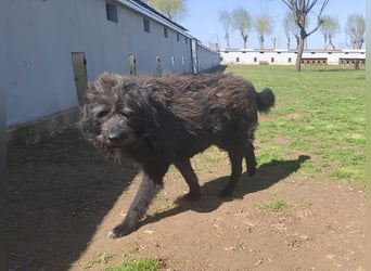 Anton - fröhlicher Wuschel sucht liebevolle Familie